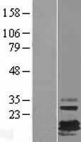 FXYD7 Human Over-expression Lysate