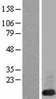 FXYD6 Human Over-expression Lysate