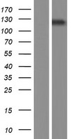 SEC24A Human Over-expression Lysate