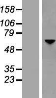 Optineurin (OPTN) Human Over-expression Lysate
