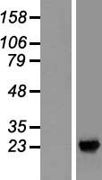 SDF2L1 Human Over-expression Lysate