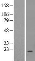C10orf84 (FAM204A) Human Over-expression Lysate
