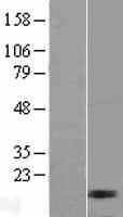 MRPL17 Human Over-expression Lysate
