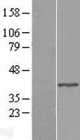 ABHD4 Human Over-expression Lysate