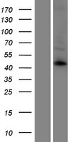 KCNK12 Human Over-expression Lysate