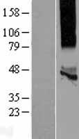 KCNK13 Human Over-expression Lysate