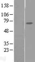 FAM111A Human Over-expression Lysate