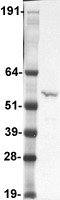 SH2D4A Human Over-expression Lysate