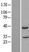 FKBPL Human Over-expression Lysate