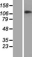 CHTF18 Human Over-expression Lysate
