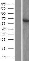 C5orf54 (ZBED8) Human Over-expression Lysate