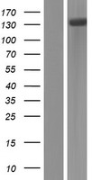 ATP13A2 Human Over-expression Lysate