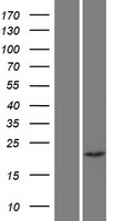 CHP2 Human Over-expression Lysate