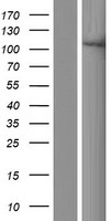 XYLT1 Human Over-expression Lysate