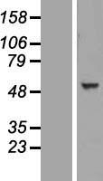 TINAGL1 Human Over-expression Lysate