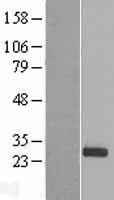 PDF Human Over-expression Lysate