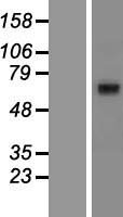 ABCG8 Human Over-expression Lysate