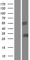 ICAM4 Human Over-expression Lysate