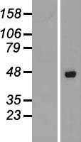 AZI2 Human Over-expression Lysate