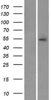 NYX Human Over-expression Lysate