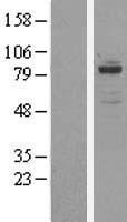 OSBPL11 Human Over-expression Lysate