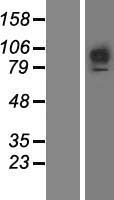 FGFR1 Human Over-expression Lysate