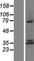 Calpain 10 (CAPN10) Human Over-expression Lysate