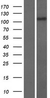RASAL3 Human Over-expression Lysate