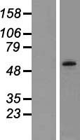 CAMKV Human Over-expression Lysate
