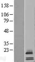 Apolipoprotein O (APOO) Human Over-expression Lysate