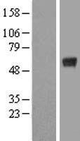 KCTD15 Human Over-expression Lysate