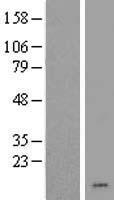CHCHD7 Human Over-expression Lysate