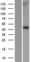 LENG4 (MBOAT7) Human Over-expression Lysate