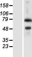 ZKSCAN3 Human Over-expression Lysate