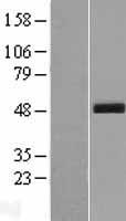 SCRN3 Human Over-expression Lysate