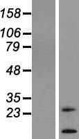 TM4SF20 Human Over-expression Lysate