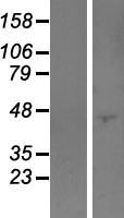 PODNL1 Human Over-expression Lysate