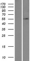 UBA5 Human Over-expression Lysate