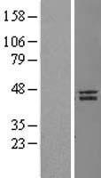 NANOG Human Over-expression Lysate