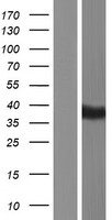 BTNL8 Human Over-expression Lysate