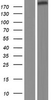 GP210 (NUP210) Human Over-expression Lysate