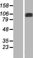NAP1 (NAA25) Human Over-expression Lysate