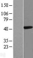 CAAP1 Human Over-expression Lysate