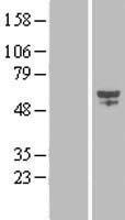 CYP2S1 Human Over-expression Lysate
