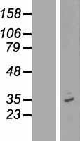 OR12D3 Human Over-expression Lysate