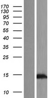 TEX12 Human Over-expression Lysate