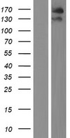 TEX14 Human Over-expression Lysate