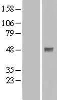 PDPK1 Human Over-expression Lysate