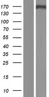 CDC2L5 (CDK13) Human Over-expression Lysate