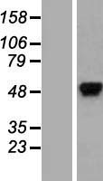 hnRNP K (HNRNPK) Human Over-expression Lysate